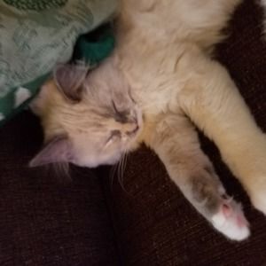 Meet your Posher, Mary j